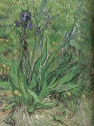 Vincent Van Gogh The Iris (nn04) oil painting reproduction